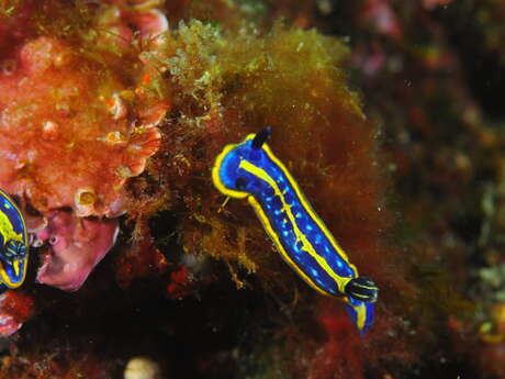 Plongée sous-marine Carry-Plongée