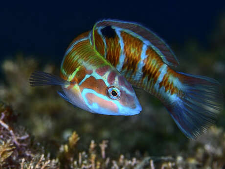 Underwater Provence