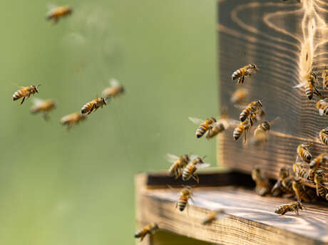 À la découverte de l'apiculture
