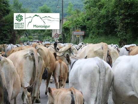 1ère étape - Transhumance des vaches, de la vallée à la montagne