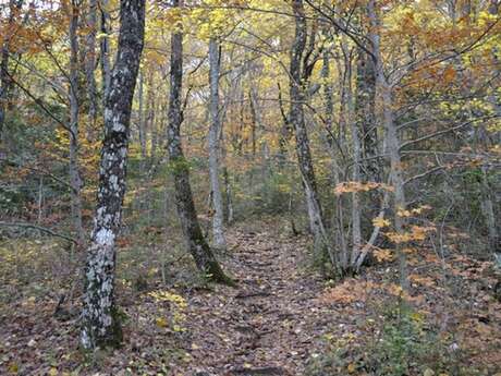 PLAN D'AUPS SAINTE-BAUME - Le sentier Merveilleux