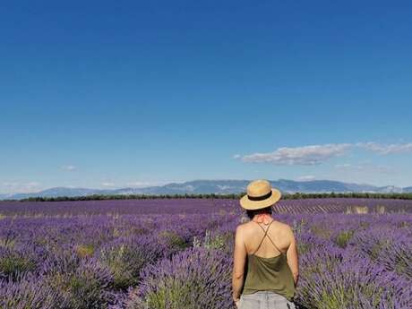 Escapade au pays des Lavandes