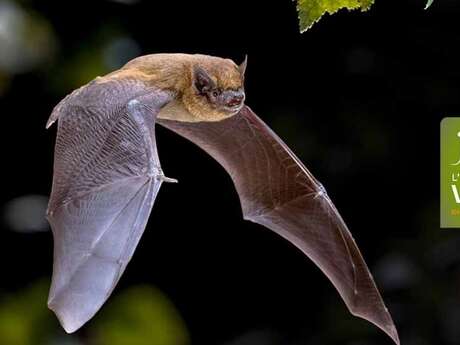 Chauve-souris, reines de la nuit