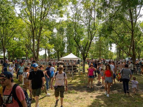 Rurality Festival