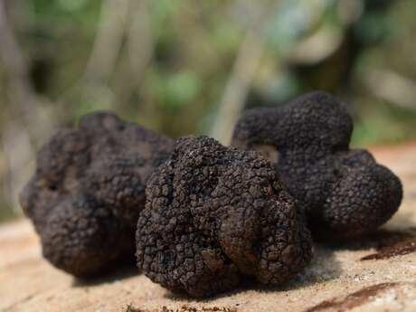 Fête de la truffe