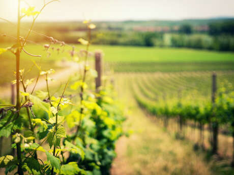 Au cœur du vignoble à vélo