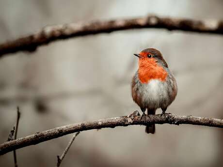 Sortie ornithologique