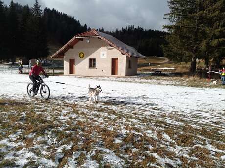 Canicross  - Les grenouilles sur un plateau