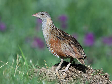 À la découverte du Râle des genêts