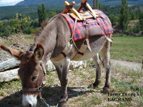 Walk with the donkeys, in Lagrand