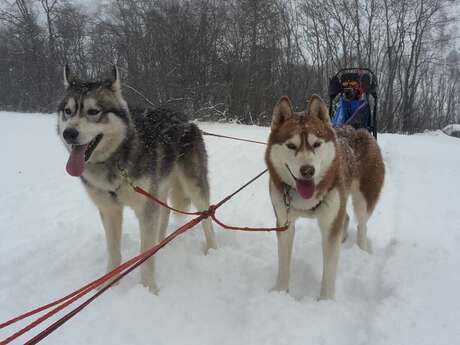 Chiens de traîneau Travel Dog