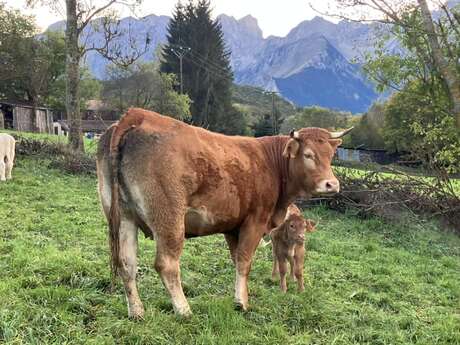 GAEC Charolais Dallas