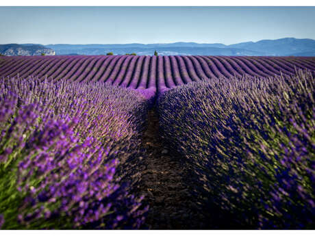 LES GRANDES MARGES Les Vergers d'Alex