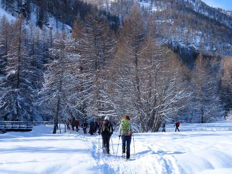 Balade raquette - Découverte