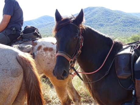Balade dans la plaine des Maures