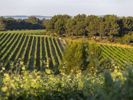 Flânerie Œnologique à pied dans les vignes à Figuière