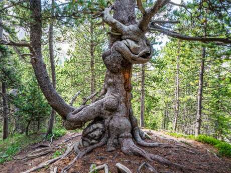 Sentier des arbres remarquables