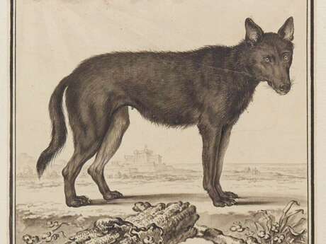 Les rendez-vous du Parc : Le loup au rat - Bivouac