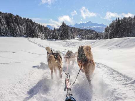 Baptême découverte en chiens de traîneaux au Praz de Lys