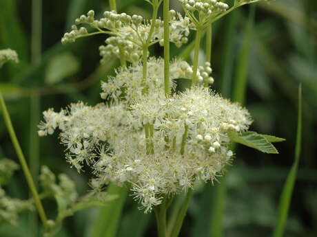 Plantes sauvages comestibles, avec Caroline Garnier, Ethnobotaniste