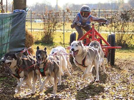 Discover mushing - Special offer for groups