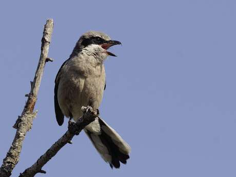 Sortie ornithologique en Crau