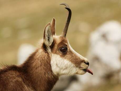 In the footsteps of the chamois