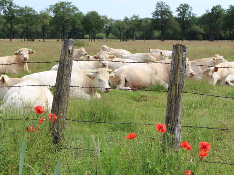 Sentier Les Picards par la Côte Rouge