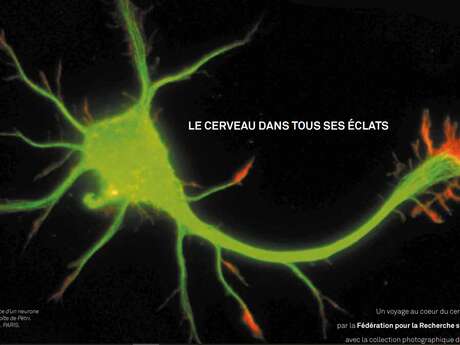 Exposition sur le Cerveau