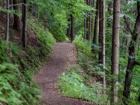 La combe Oternaud et le bois de Sizay