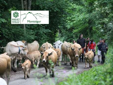 2ème étape : Transhumance des vaches de la vallée à la montagne