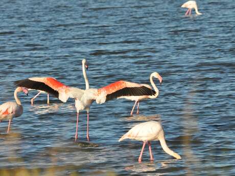 Vogelbeobachtung im Salin des Pesquiers mit der LPO