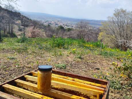 Discoveries: wine, honey and olive oil - Château Cohola