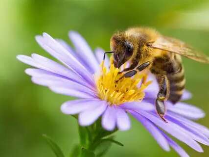 Au cœur de la ruche : élever et protéger ses abeilles