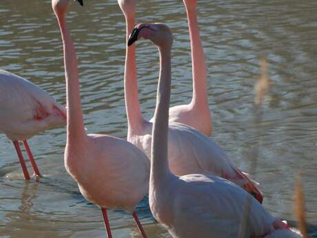 "Ces drôles d'oiseaux"