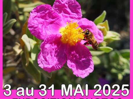 Exposition de photos les abeilles en Provence