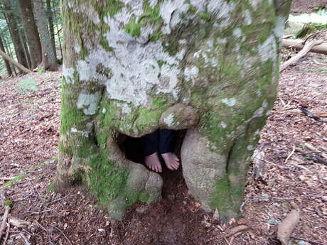 La vie de la forêt : le monde des arbres