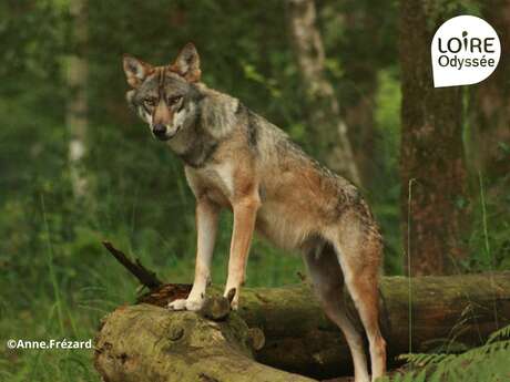 Conférence débat sur la présence du loup en Anjou à Loire Odyssée