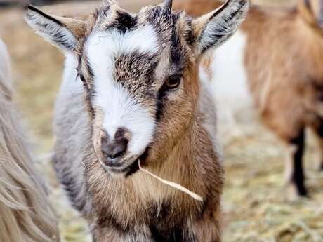 Les Fermiers en Herbe - Ferme pédagogique