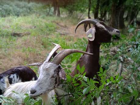 Chèvrerie Sant Jan Batisto