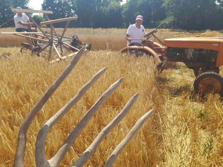 Moisson à l'ancienne