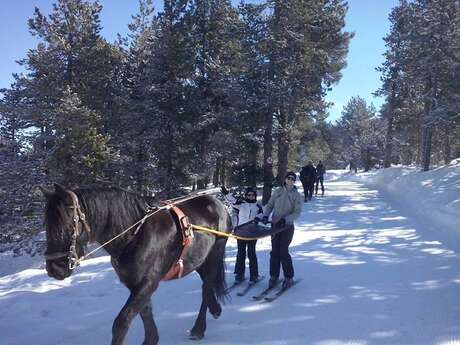 Ski-Joëring with Angaka