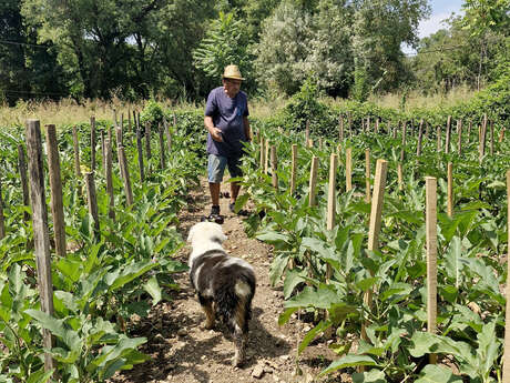 Le potager de Michou