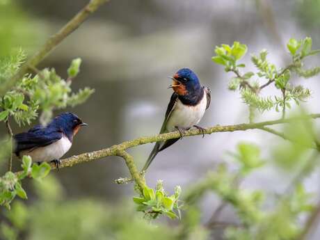 Visite d'un refuge LPO