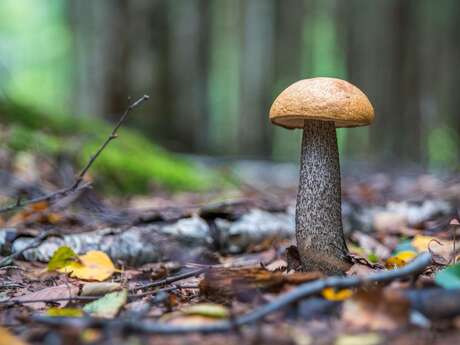 Expositions champignons