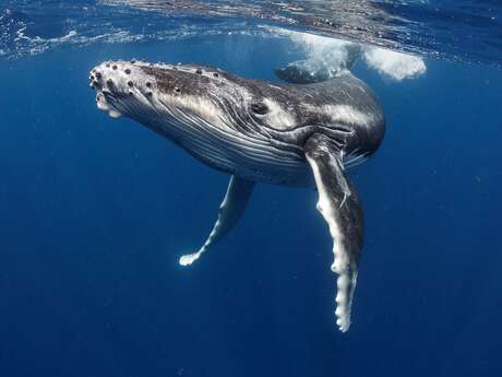 Tahiti By Boat - Whale watching tour
