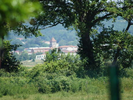 Sentier Les Pins Montagne