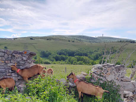 Descente de l’estive avec les chèvres de la ferme de la Loge de printemps