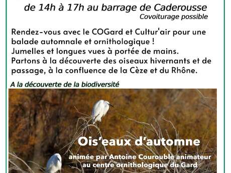 Balade ornithologique