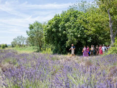 Visites guidées au Mas en Provence